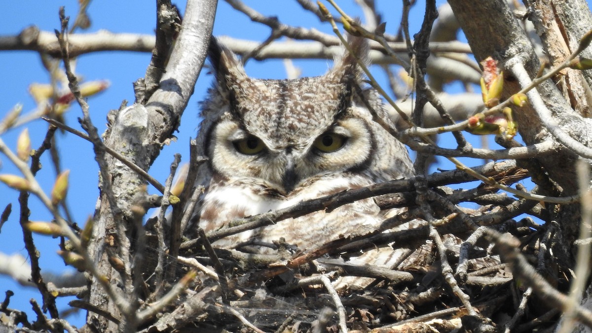 Great Horned Owl - ML106411461