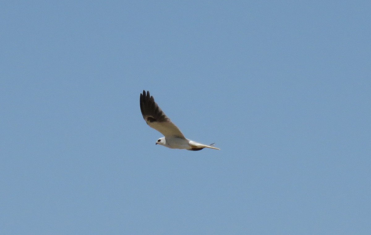 White-tailed Kite - ML106414981