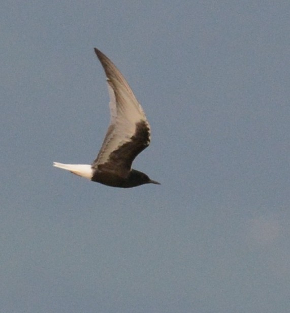 White-winged Tern - Frank Hawkins