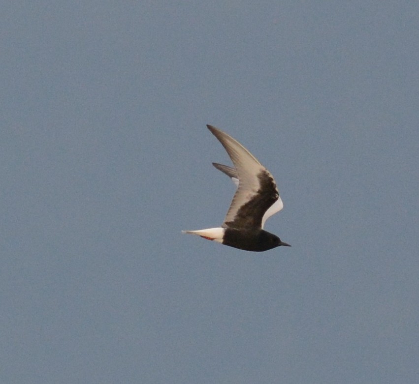 White-winged Tern - Frank Hawkins