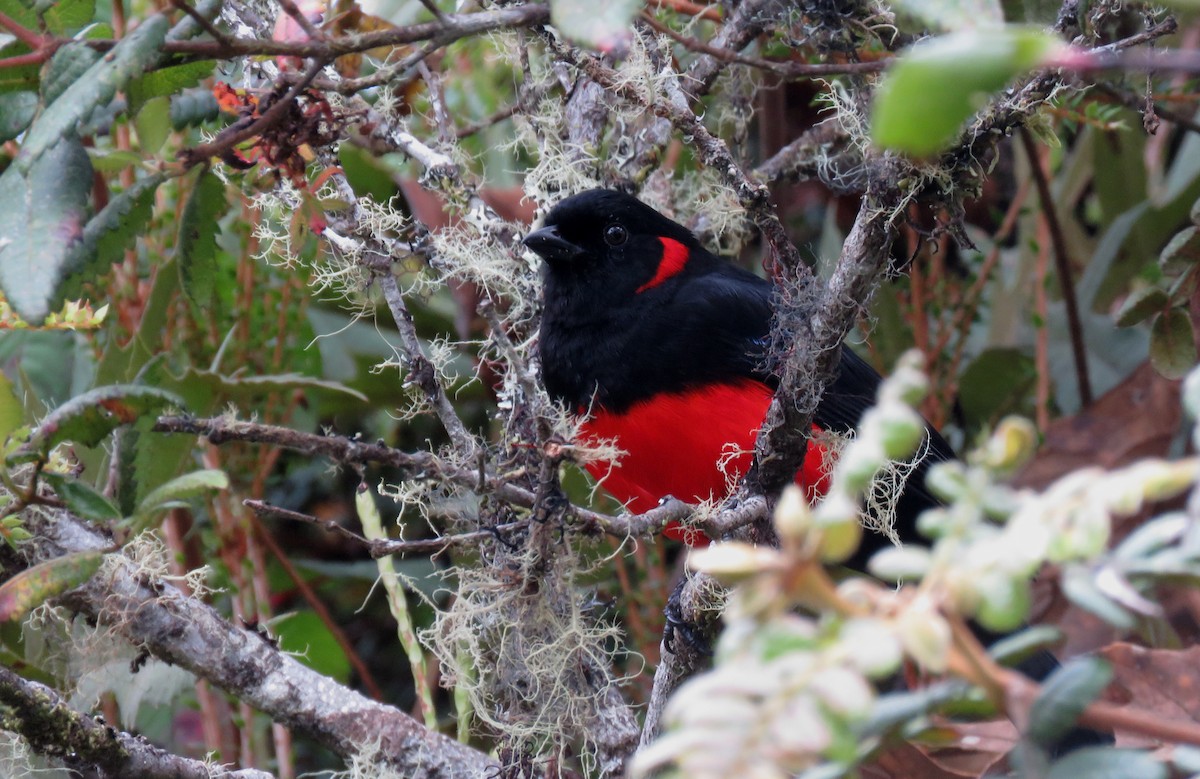 Scarlet-bellied Mountain Tanager - Iván Lau