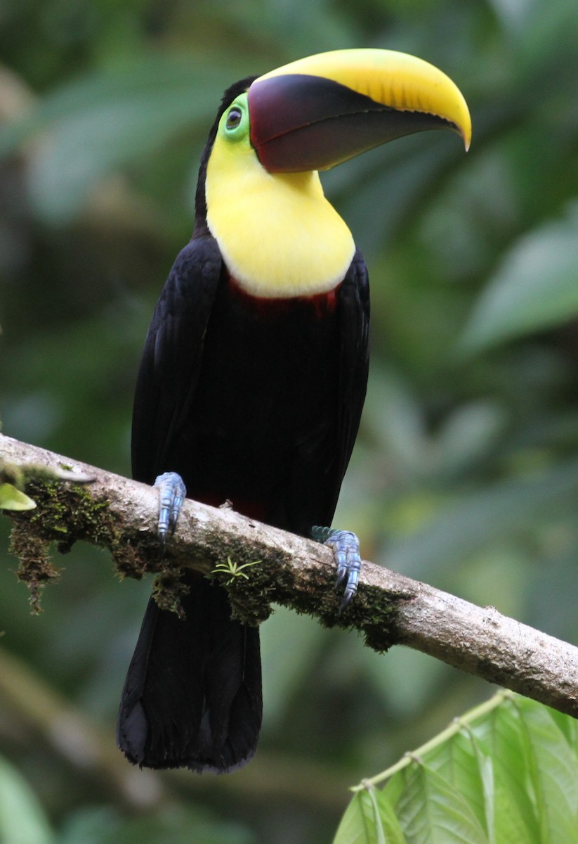 Yellow-throated Toucan - Don Coons