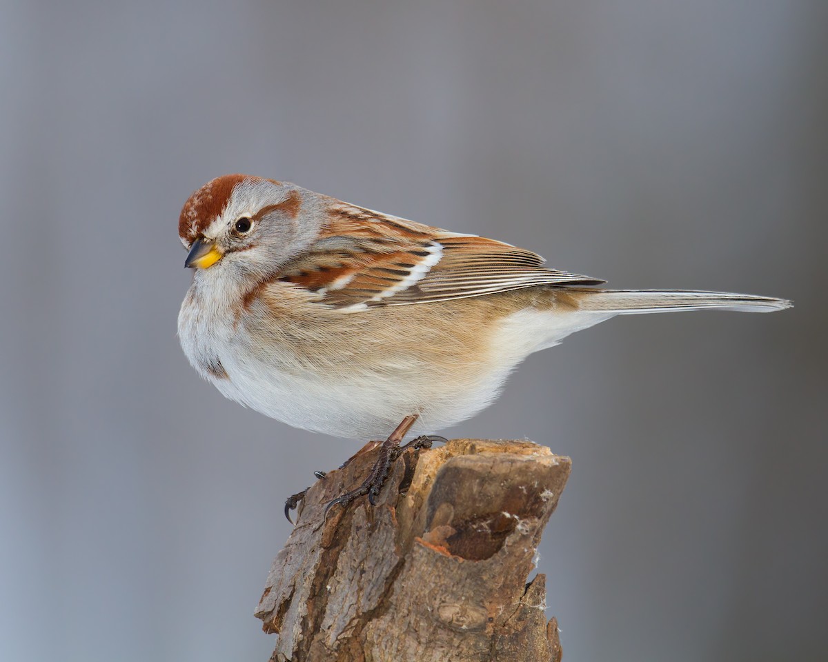 American Tree Sparrow - ML106418271