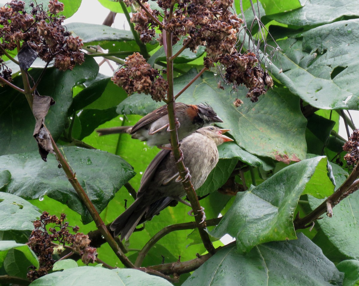 Rufous-collared Sparrow - Iván Lau
