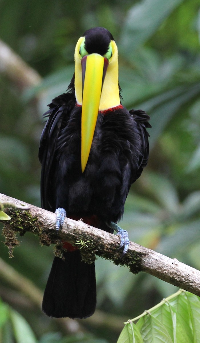 Yellow-throated Toucan - Don Coons