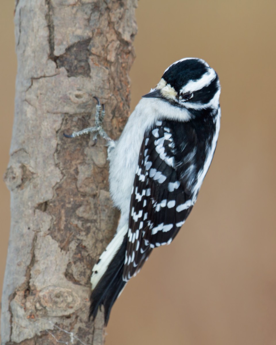 Downy Woodpecker - ML106418521
