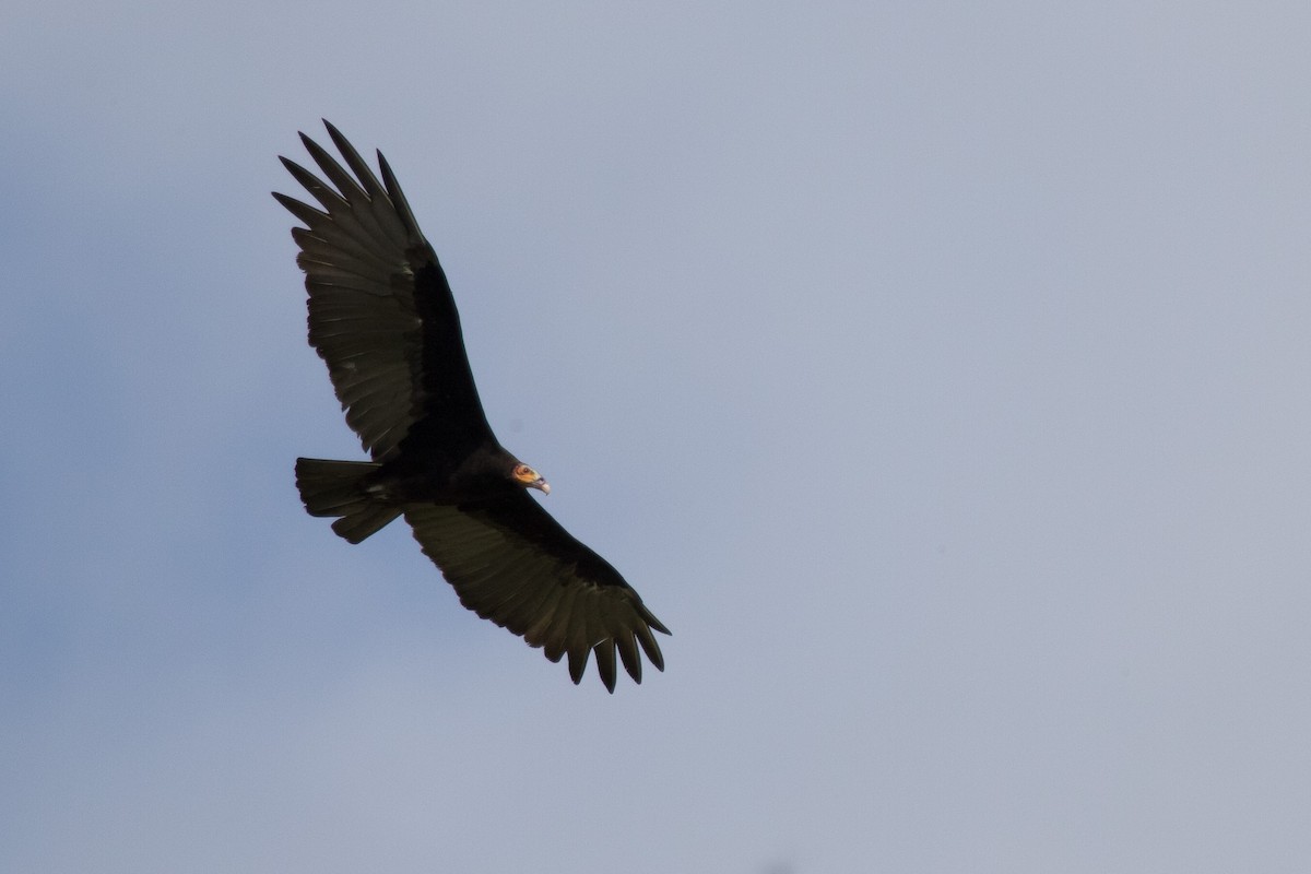 Lesser Yellow-headed Vulture - ML106421121