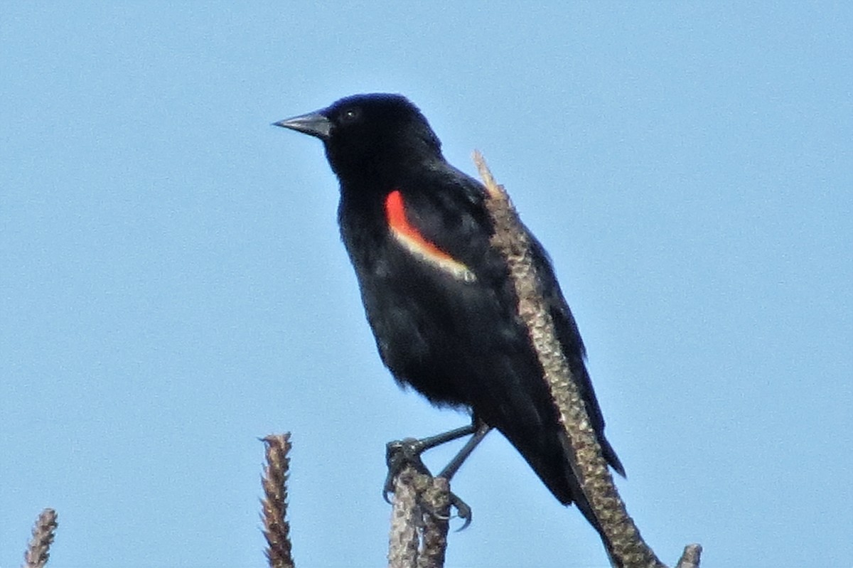 Red-winged Blackbird - Tom Obrock