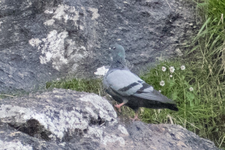 Rock Pigeon - Vivek Rawat