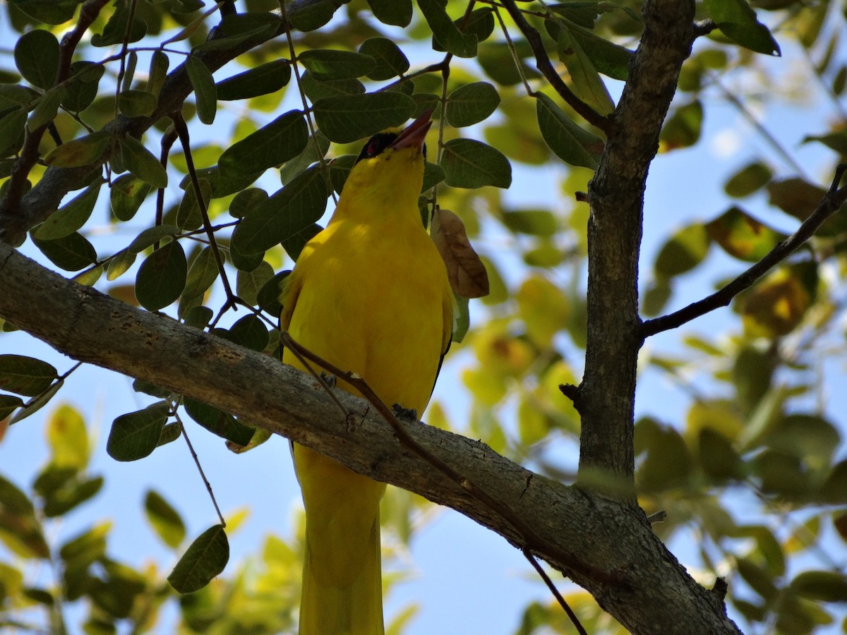 African Golden Oriole - David Youker