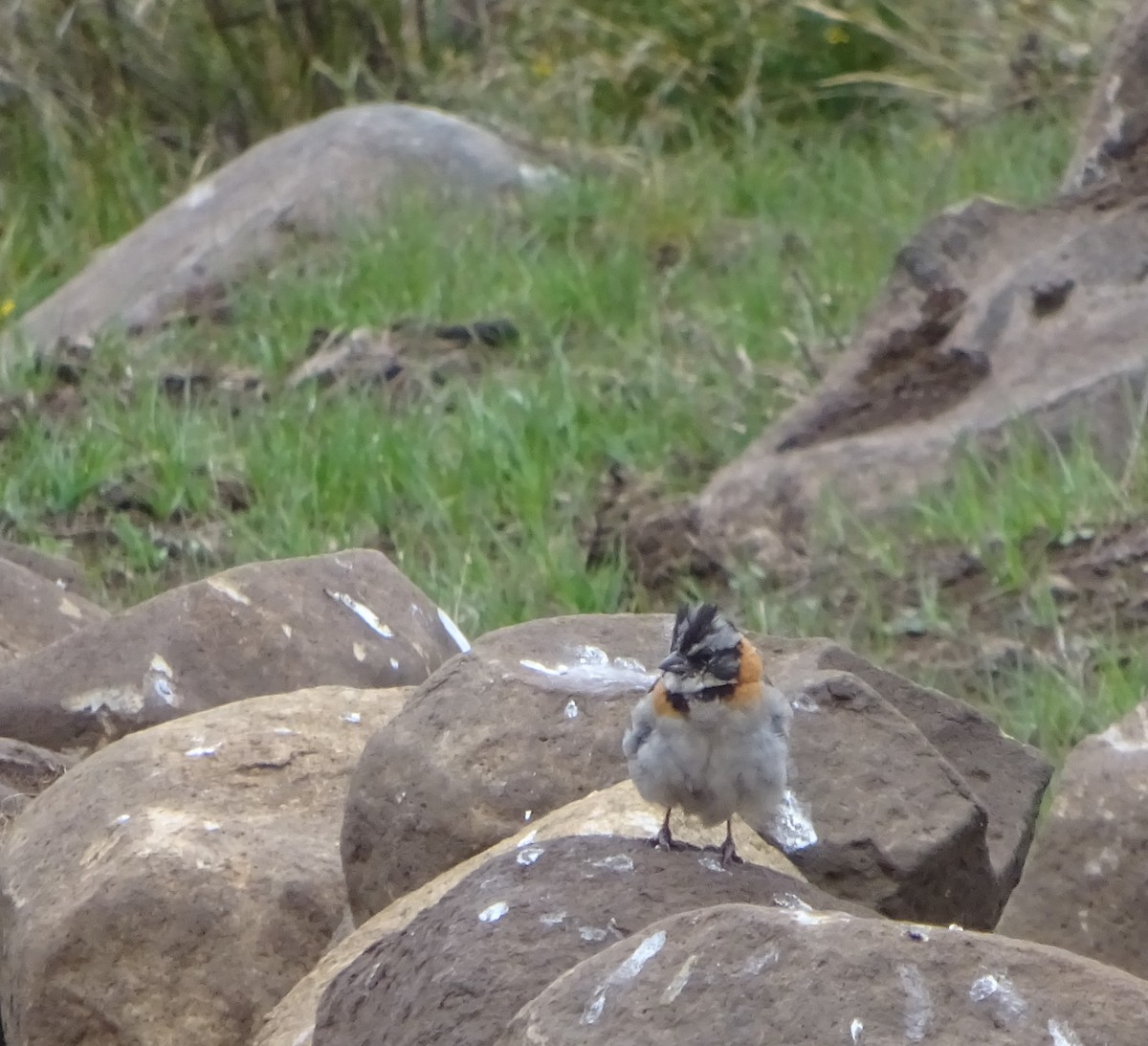 Rufous-collared Sparrow - ML106423811