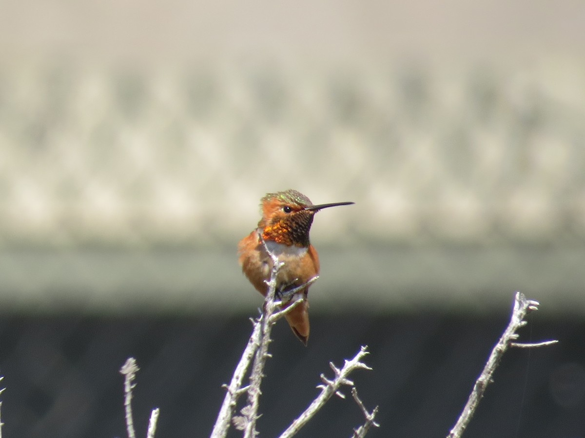 Allen's Hummingbird - ML106428191