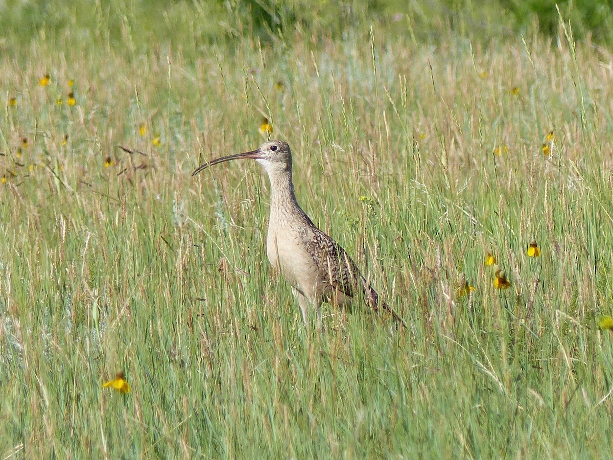 Long-billed Curlew - ML106429801