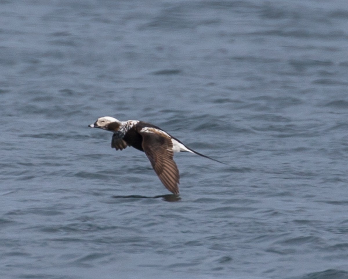 Long-tailed Duck - ML106437411