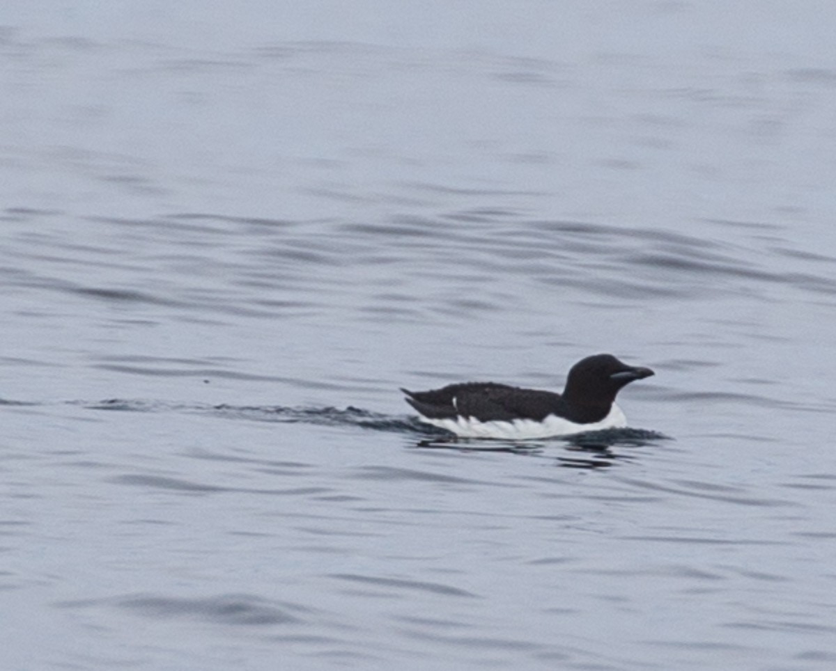 Thick-billed Murre - ML106437761