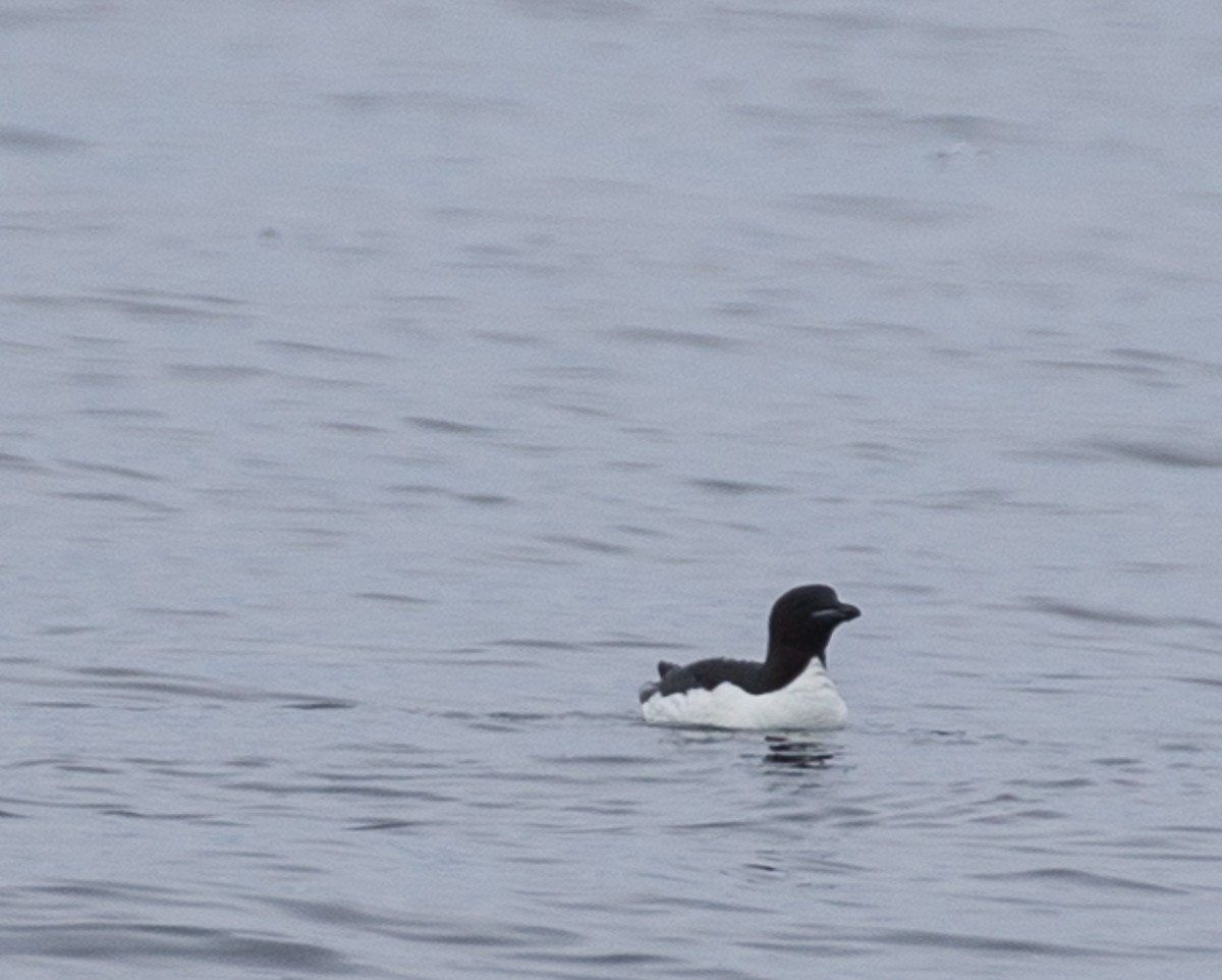 Thick-billed Murre - ML106437771