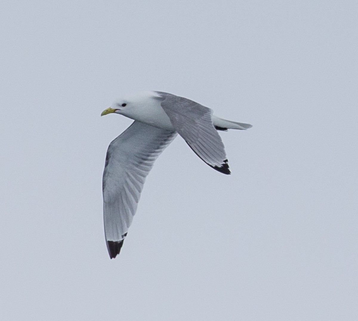 Mouette tridactyle - ML106438061