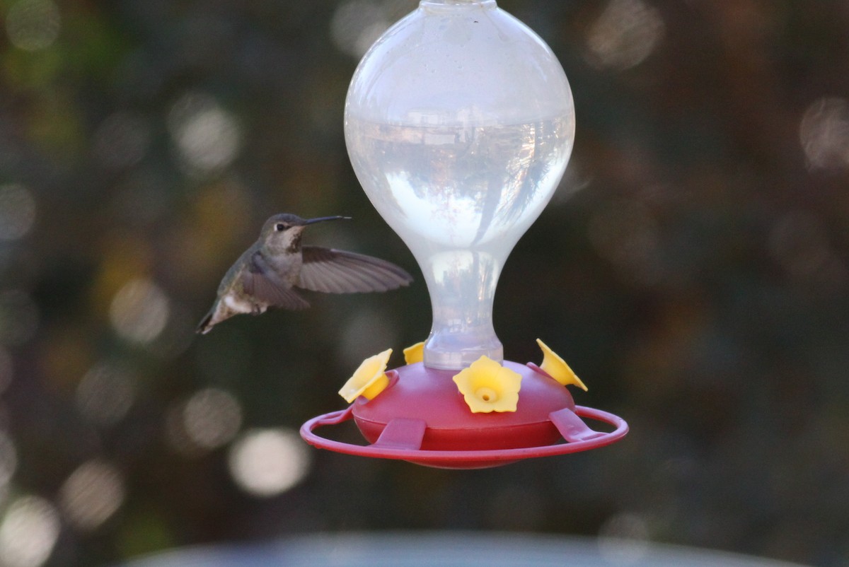 Anna's Hummingbird - Michael Bernard
