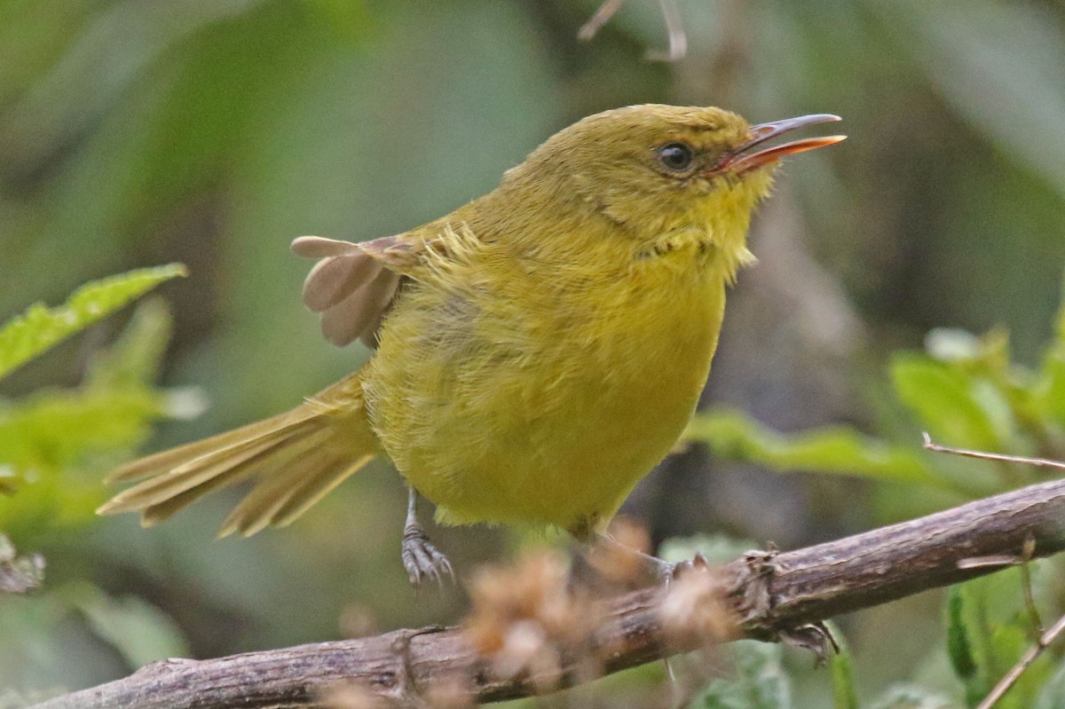 Mountain Yellow-Warbler - Joan and/or George Sims