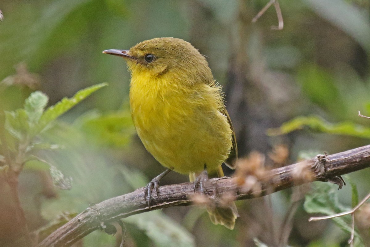 Mountain Yellow-Warbler - Joan and/or George Sims