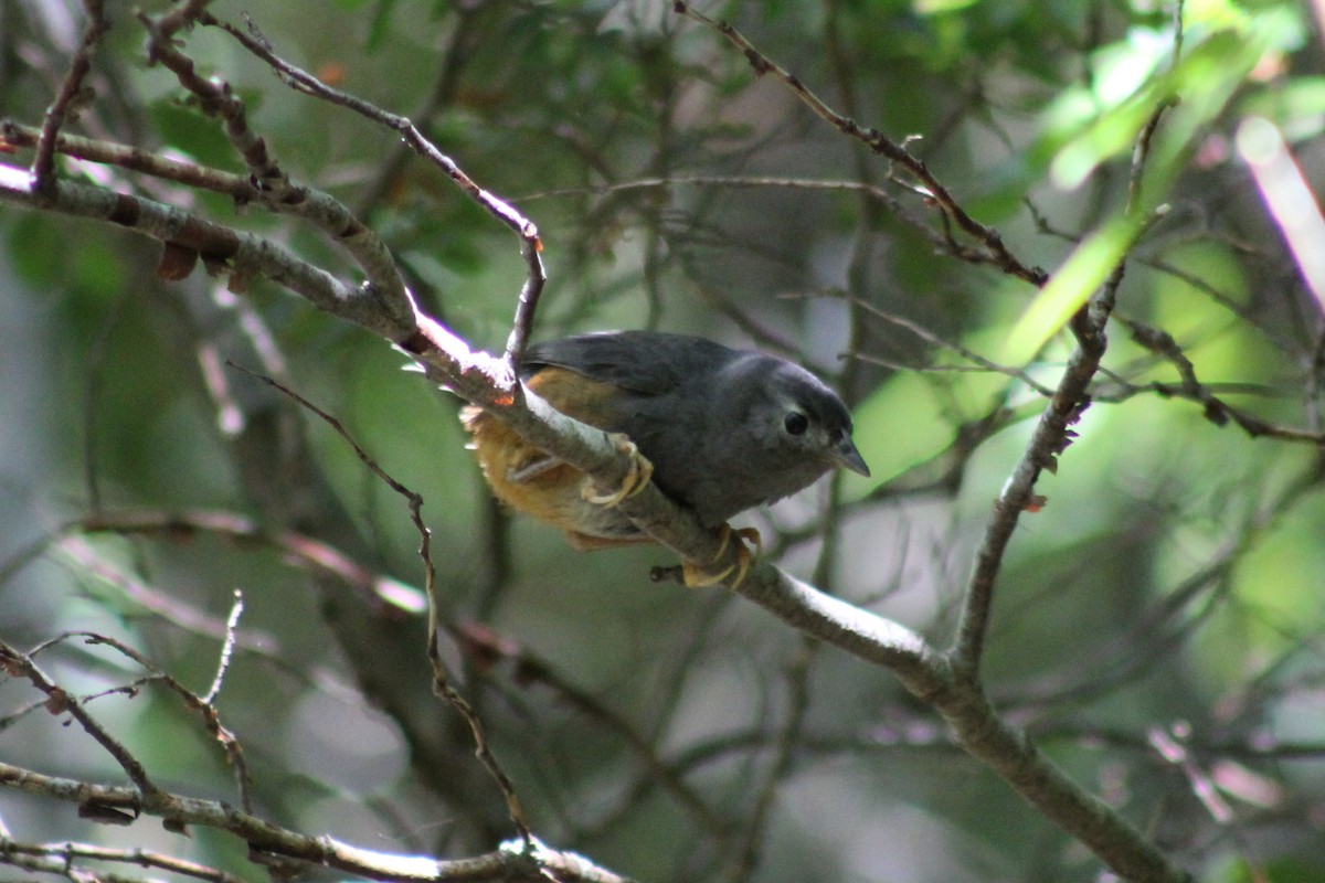 Ochre-flanked Tapaculo - ML106454451