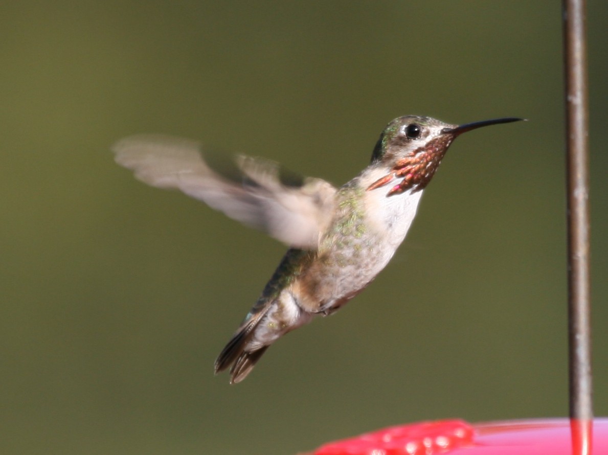 Calliope Hummingbird - Steve Calver