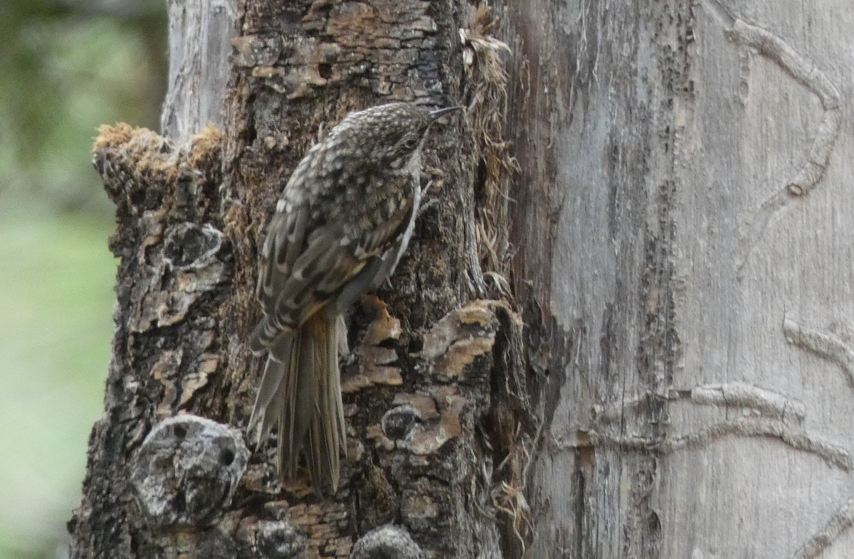 Brown Creeper - Christopher Rustay