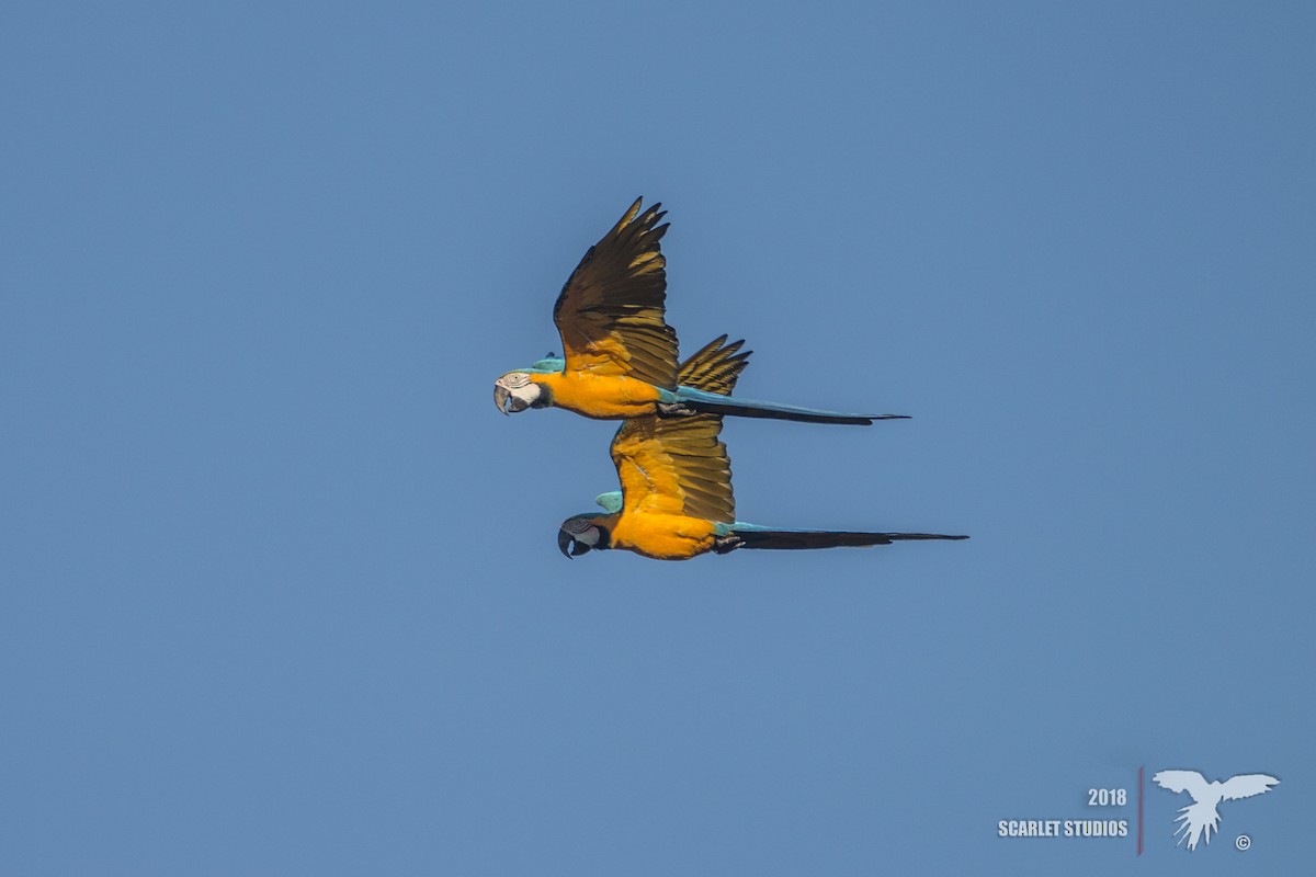 Blue-and-yellow Macaw - Nico Lormand