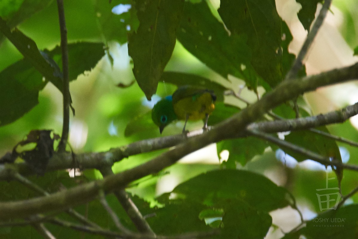 Blue-naped Chlorophonia - Anonymous