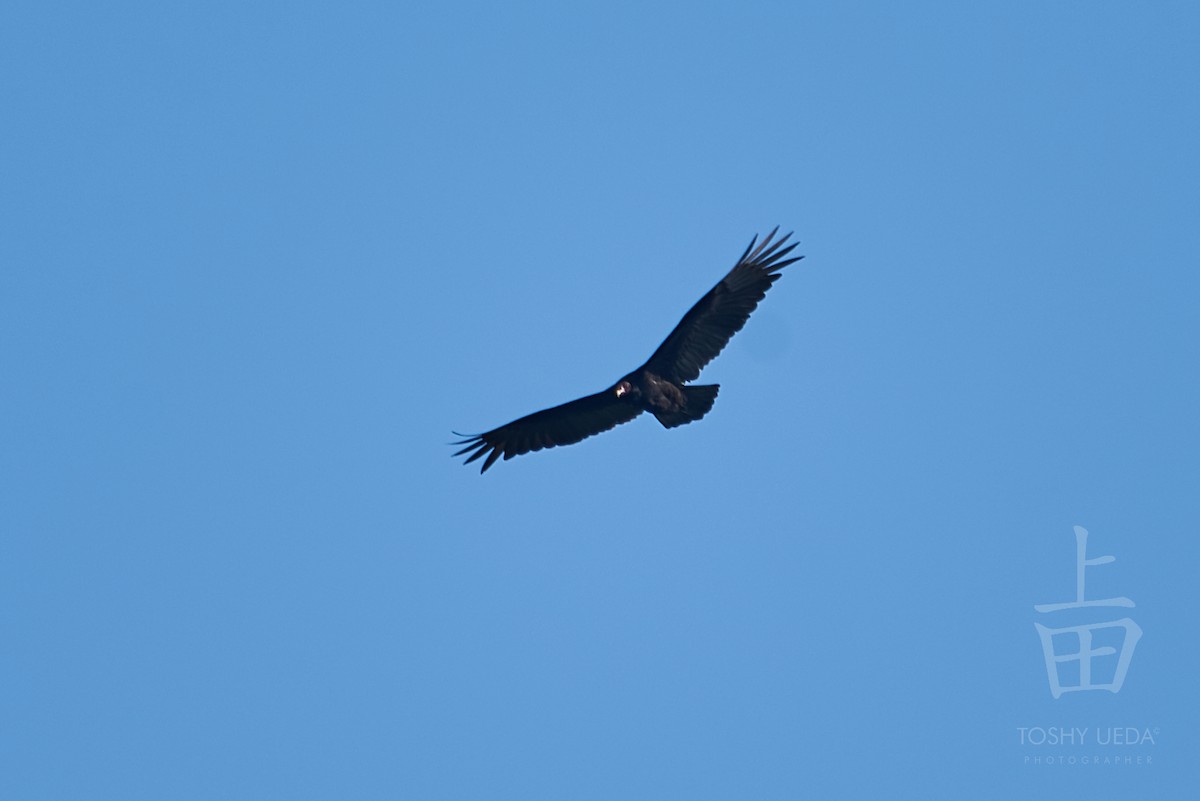 Greater Yellow-headed Vulture - ML106464551
