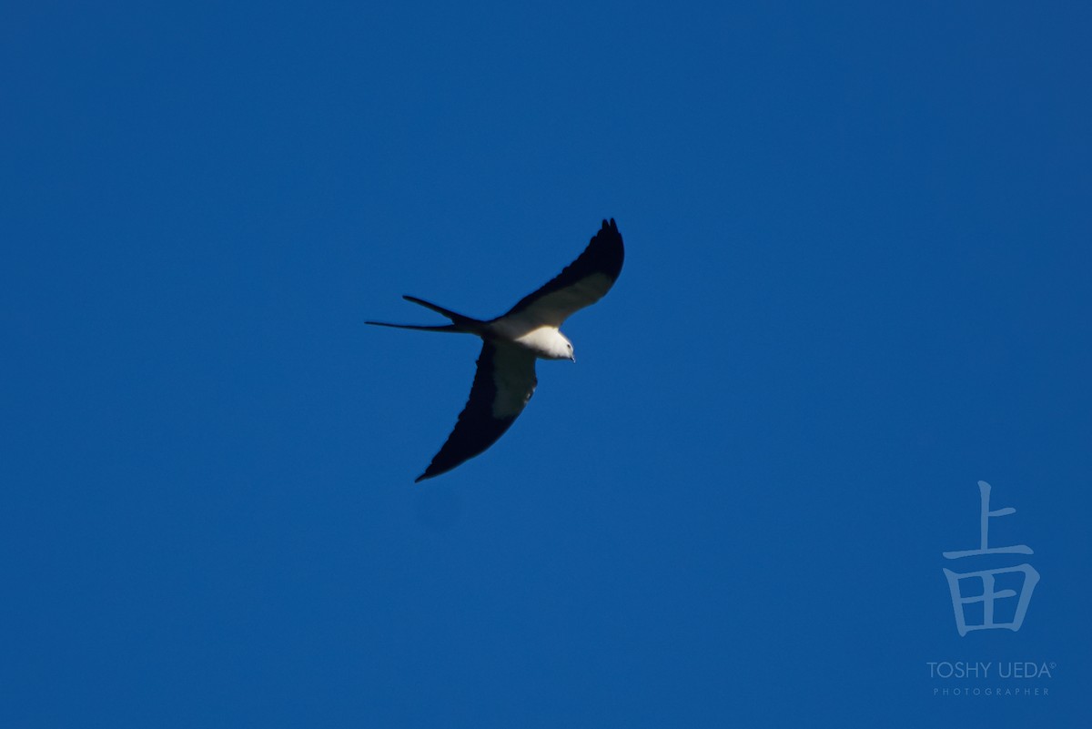 Swallow-tailed Kite - ML106464691
