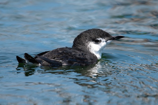 Guadalupe Murrelet