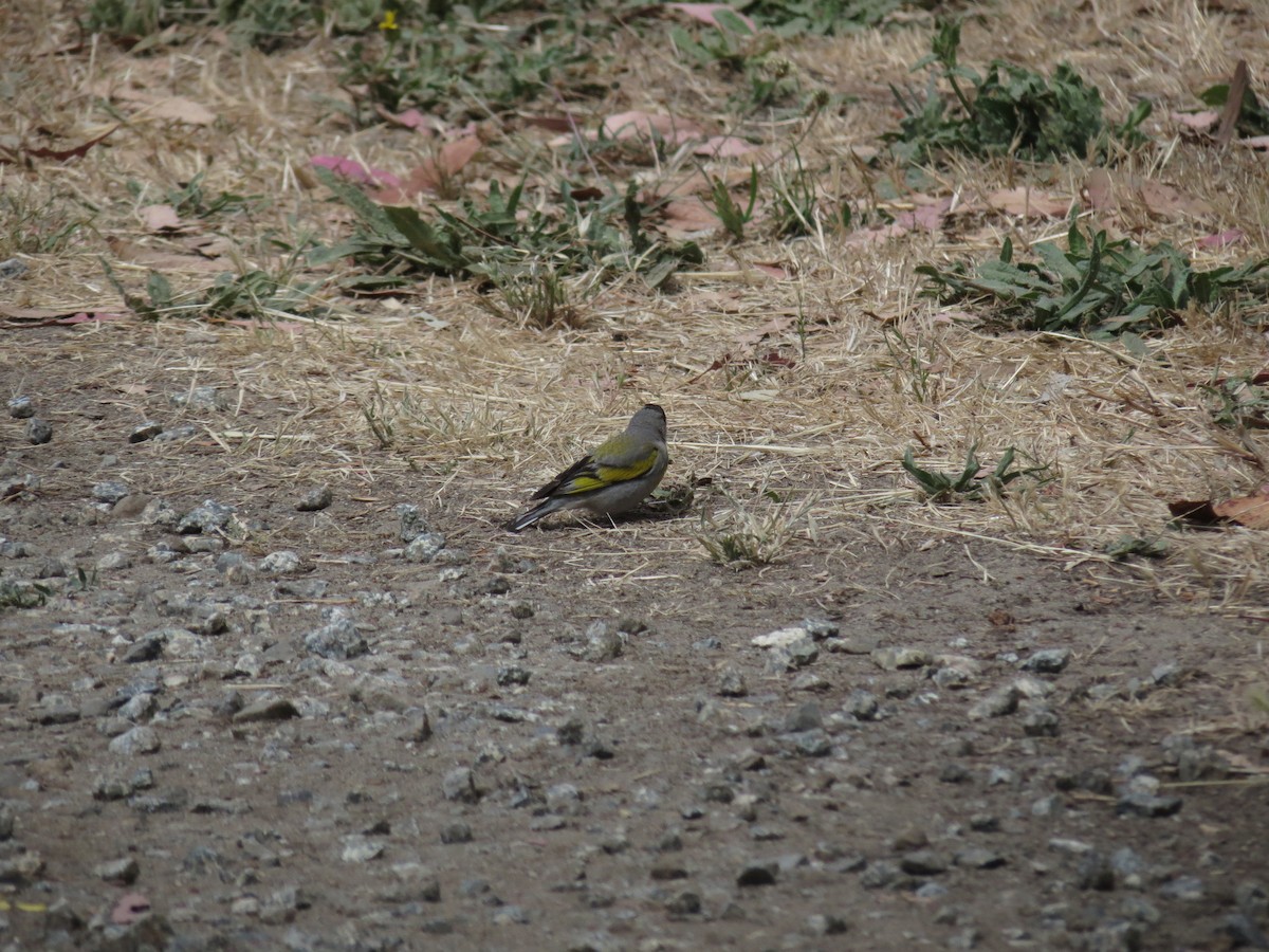 Lawrence's Goldfinch - ML106468101