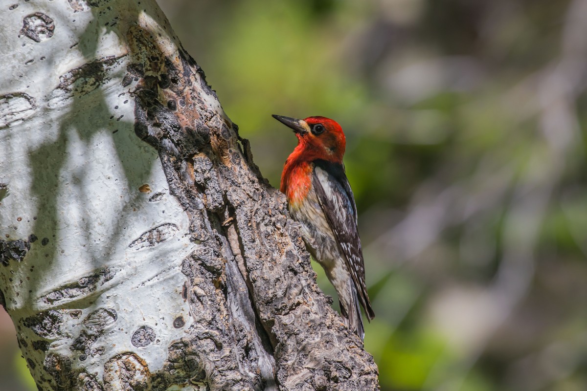 Red-breasted Sapsucker - Jennifer Atwood