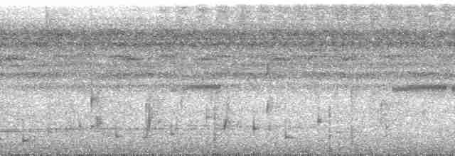 Серый скрытохвост - ML106469
