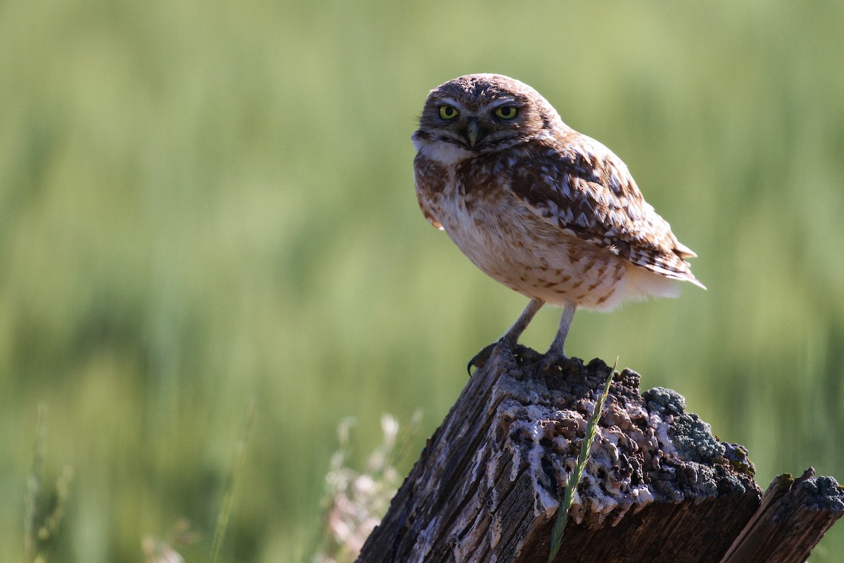 Burrowing Owl (Western) - Alex Lamoreaux