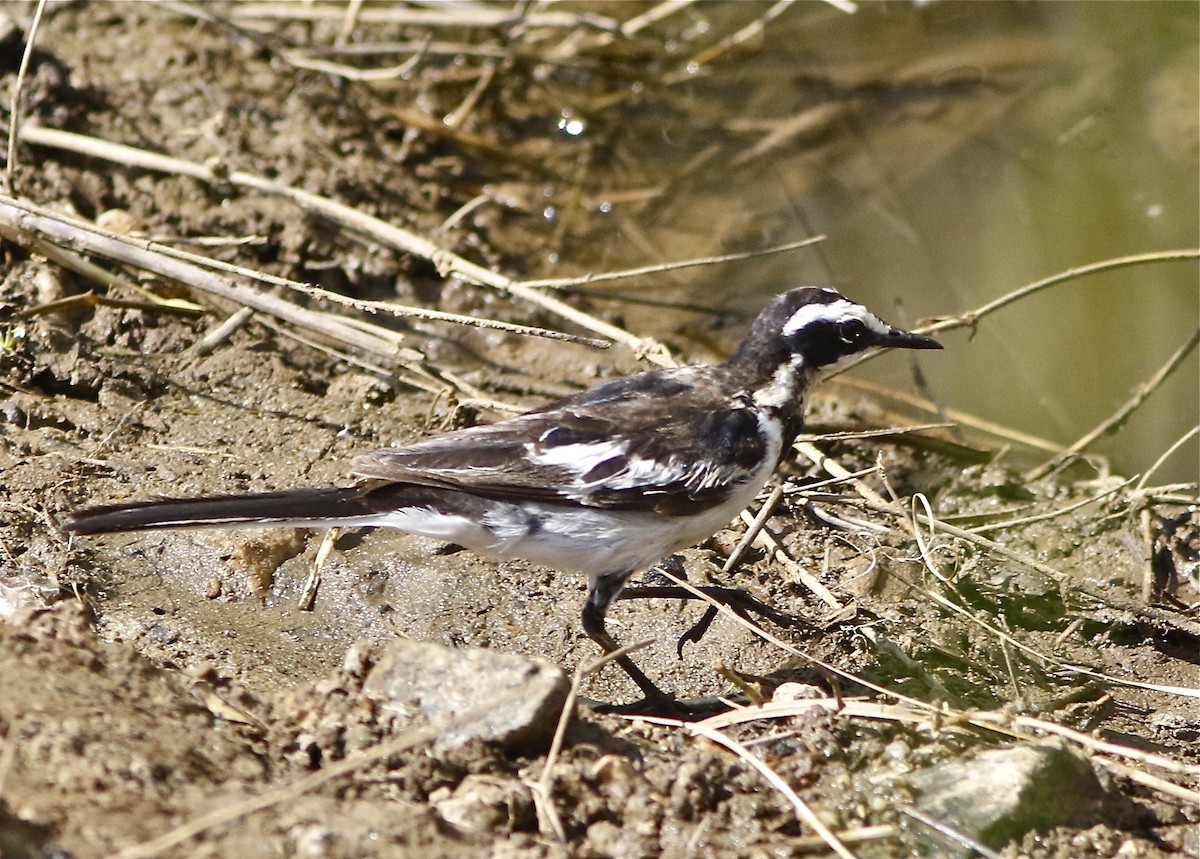 African Pied Wagtail - Don Roberson