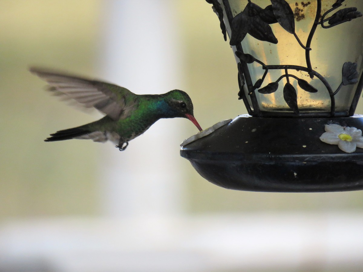 Broad-billed Hummingbird - Dawn Zappone