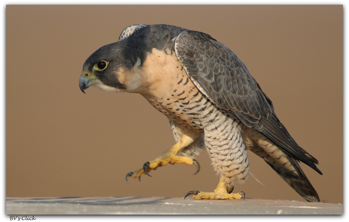 Peregrine Falcon - Bhaarat Vyas