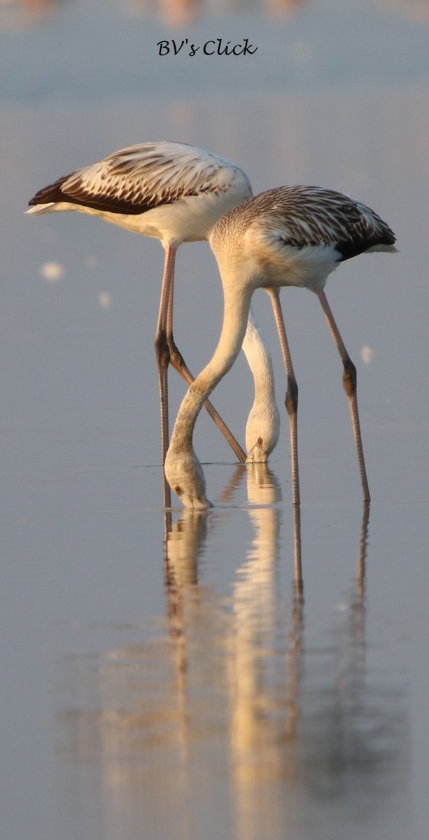 Greater Flamingo - Bhaarat Vyas