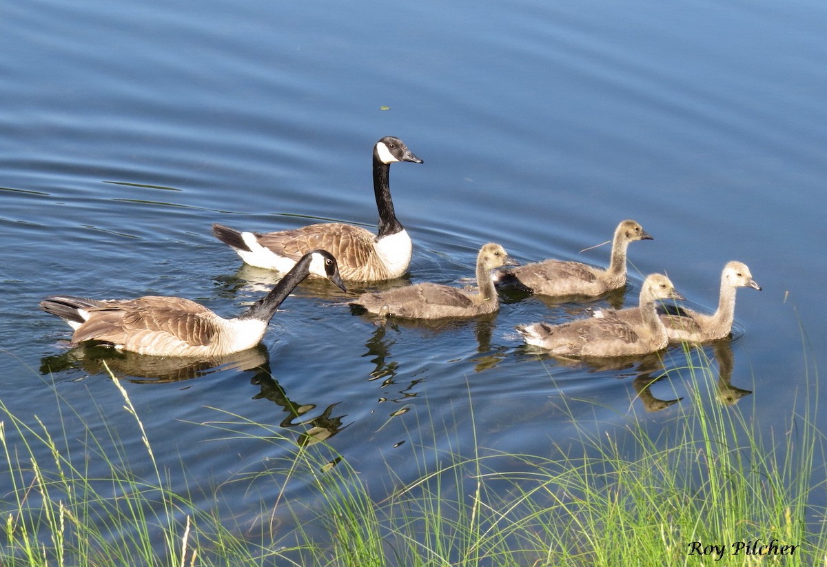 Vermont eBird Checklist - 4 Jul 2018 - Kent Pond - Killington (99 acres ...