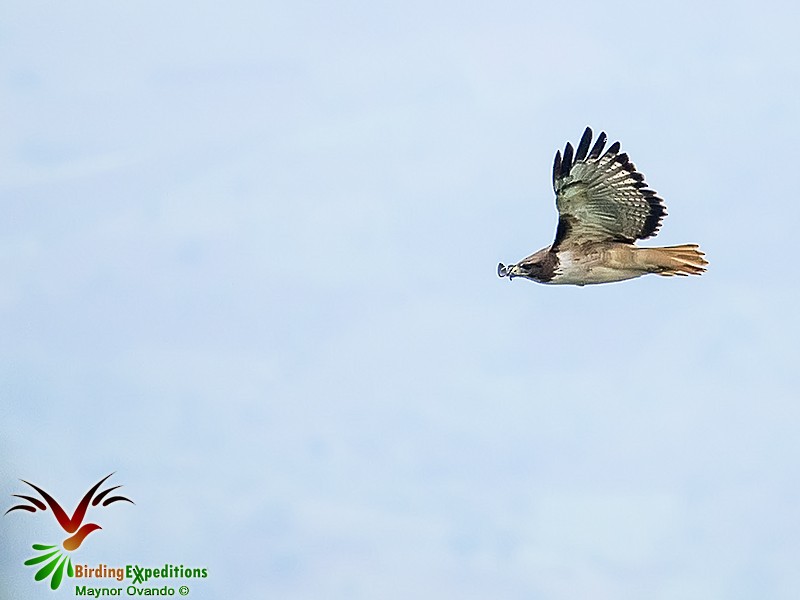 Red-tailed Hawk - Maynor Ovando