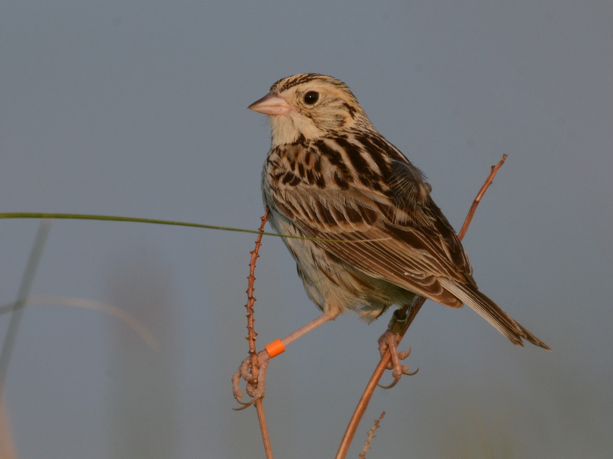 Baird's Sparrow - ML106476031