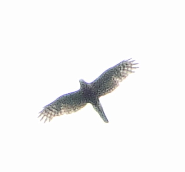 Double-toothed Kite - ML106477711