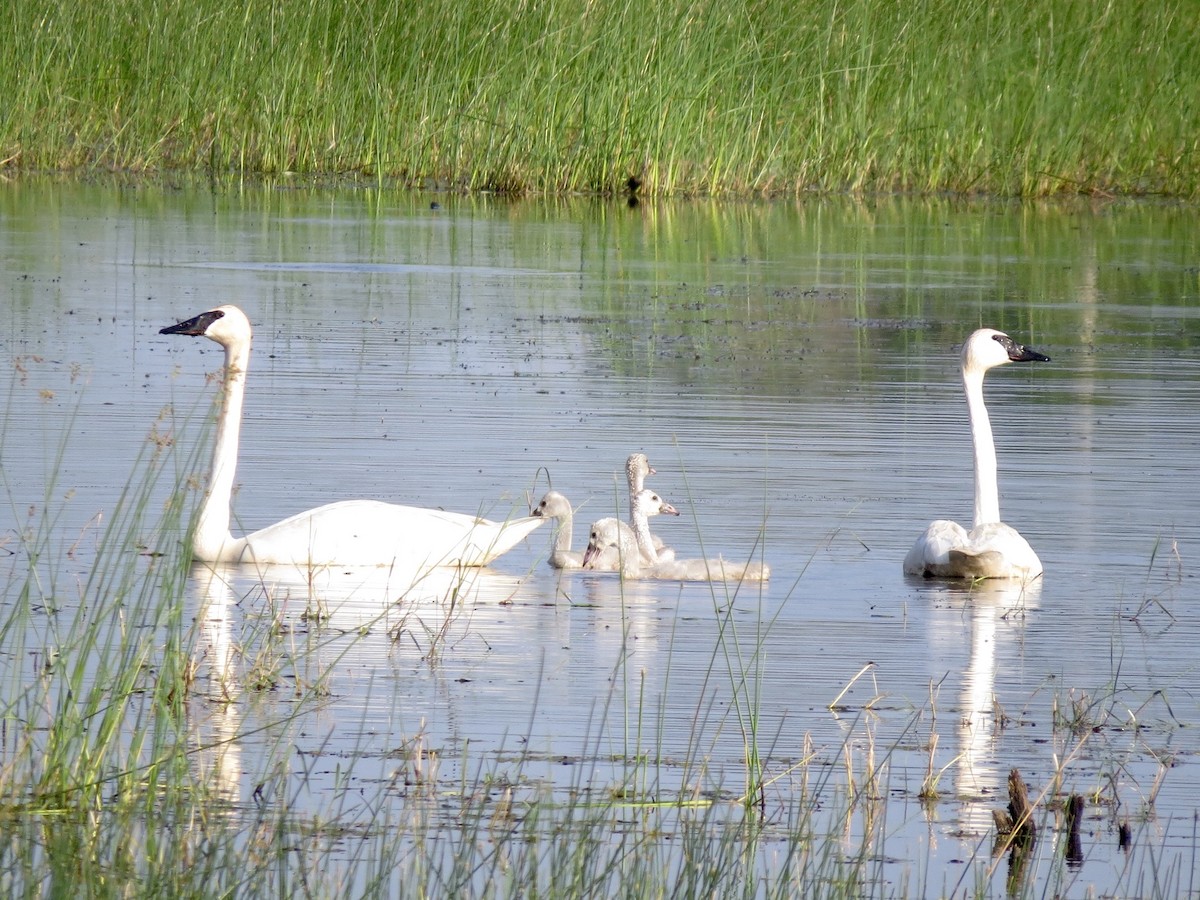 Trumpeter Swan - Russ  And Theresa