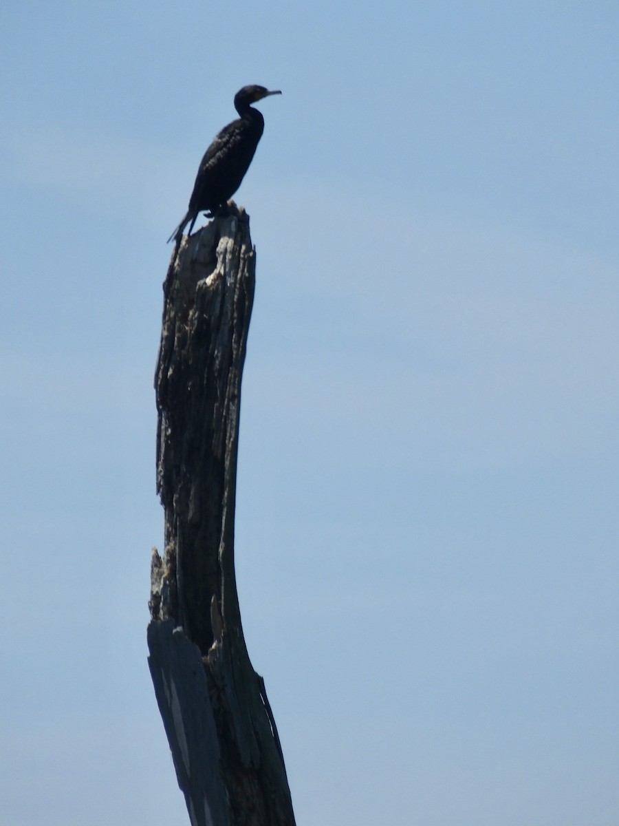 Double-crested Cormorant - Roy Seneca