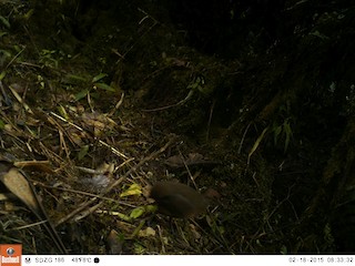 Tawny-breasted Tinamou, ML106484051