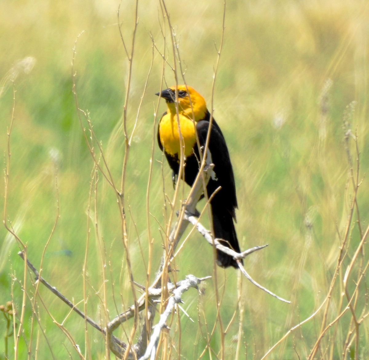 Yellow-headed Blackbird - ML106488081