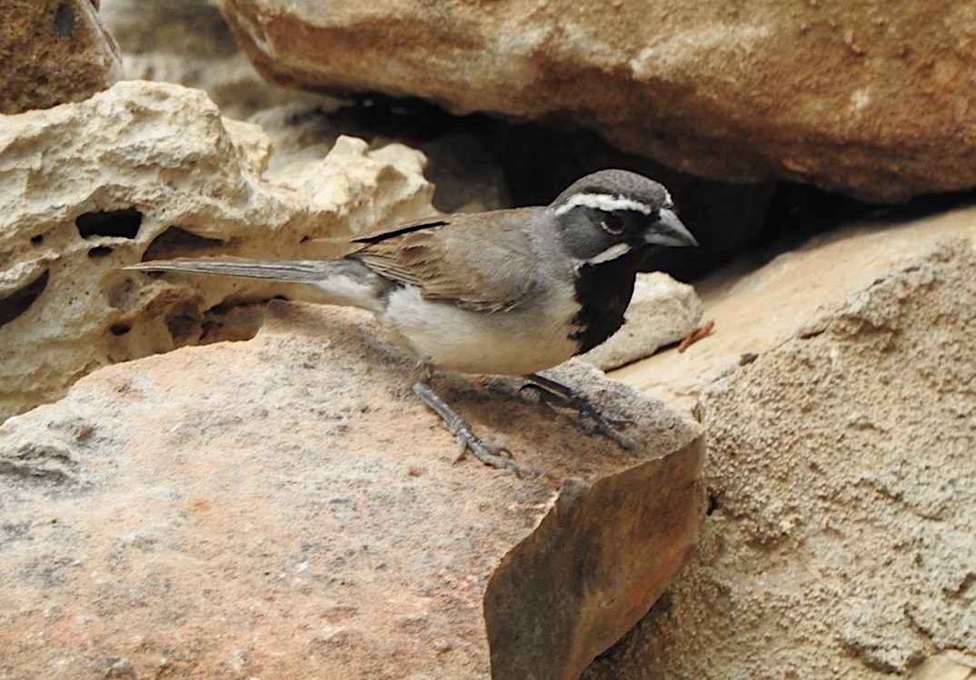 Black-throated Sparrow - ML106490951