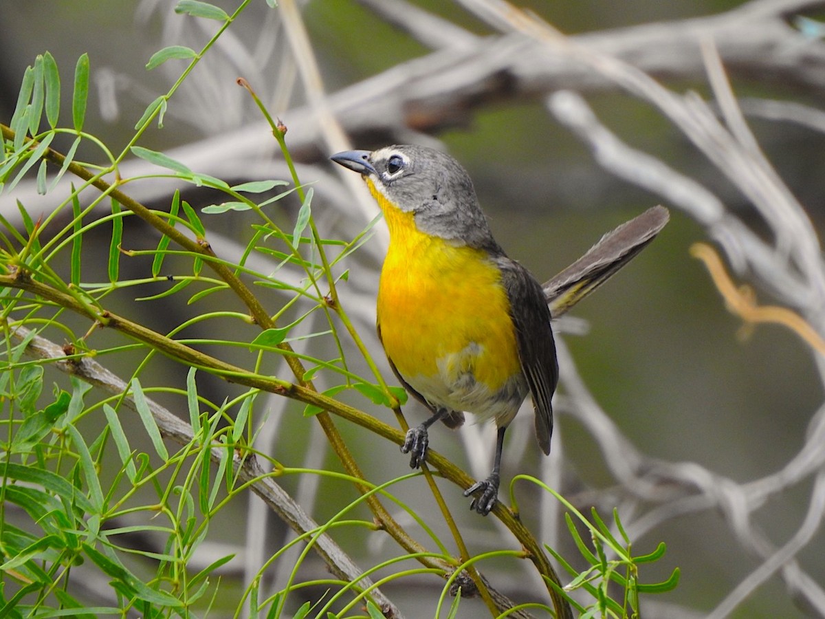 Yellow-breasted Chat - ML106491051